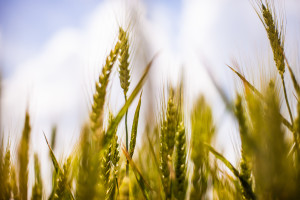 nature-field-agriculture-cereals